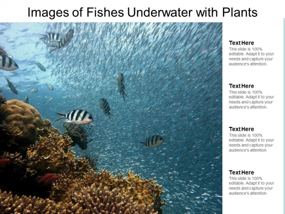 Images Of Fishes Underwater With Plants Ppt PowerPoint Presentation Outline Themes Images Of Fishes Underwater With Plants Ppt PowerPoint Presentation Outline Themes