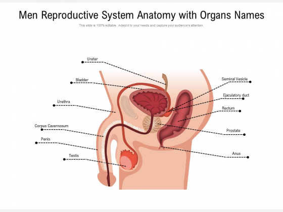 Men Reproductive System Anatomy With Organs Names Ppt PowerPoint Presentation File Example PDF
