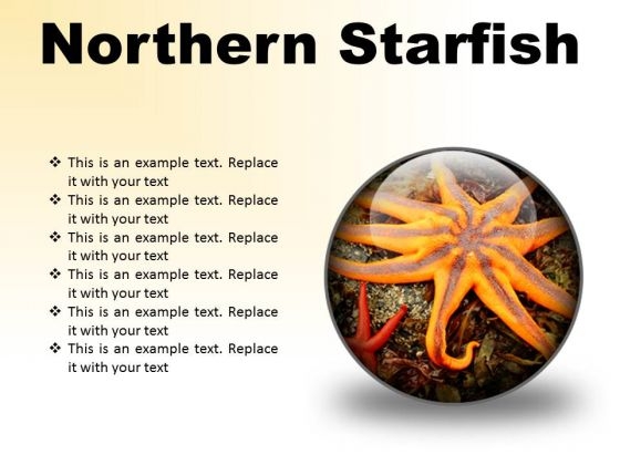 Northern Starfish Beach PowerPoint Presentation Slides C Northern Starfish Beach PowerPoint Presentation Slides C