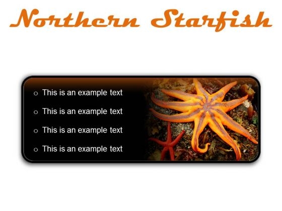 Northern Starfish Beach PowerPoint Presentation Slides R Northern Starfish Beach PowerPoint Presentation Slides R