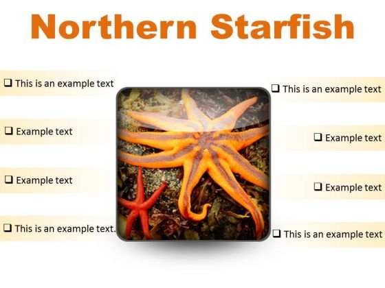 Northern Starfish Beach PowerPoint Presentation Slides S