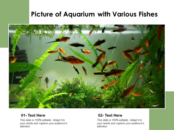 Picture Of Aquarium With Various Fishes Ppt PowerPoint Presentation Icon Infographic Template PDF Picture Of Aquarium With Various Fishes Ppt PowerPoint Presentation Icon Infographic Template PDF