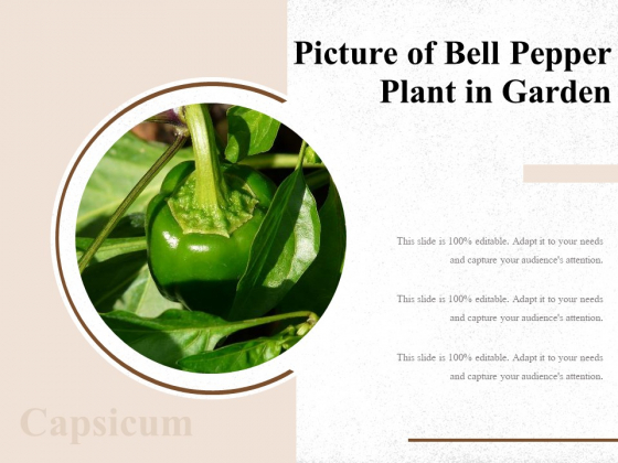 Picture Of Bell Pepper Plant In Garden Ppt PowerPoint Presentation Slides Infographics PDF