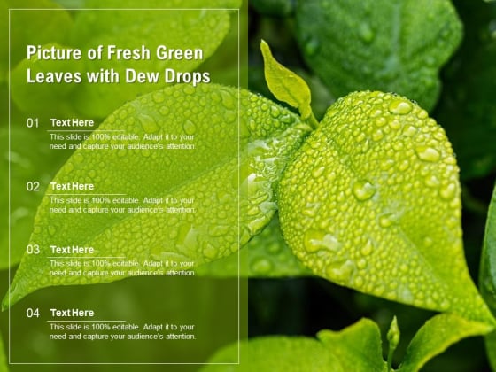 Picture Of Fresh Green Leaves With Dew Drops Ppt PowerPoint Presentation Layouts Deck PDF