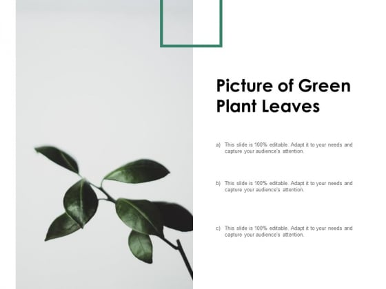 Picture Of Green Plant Leaves Ppt PowerPoint Presentation Model Background Images Picture Of Green Plant Leaves Ppt PowerPoint Presentation Model Background Images