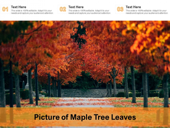 Picture Of Maple Tree Leaves Ppt PowerPoint Presentation Layouts Clipart Images PDF Picture Of Maple Tree Leaves Ppt PowerPoint Presentation Layouts Clipart Images PDF