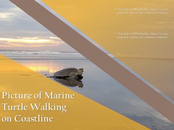 Picture Of Marine Turtle Walking On Coastline Ppt PowerPoint Presentation Professional Background Designs PDF Picture Of Marine Turtle Walking On Coastline Ppt PowerPoint Presentation Professional Background Designs PDF