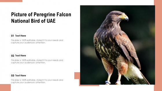 Picture Of Peregrine Falcon National Bird Of UAE Ppt PowerPoint Presentation Gallery Graphic Images PDF Picture Of Peregrine Falcon National Bird Of UAE Ppt PowerPoint Presentation Gallery Graphic Images PDF