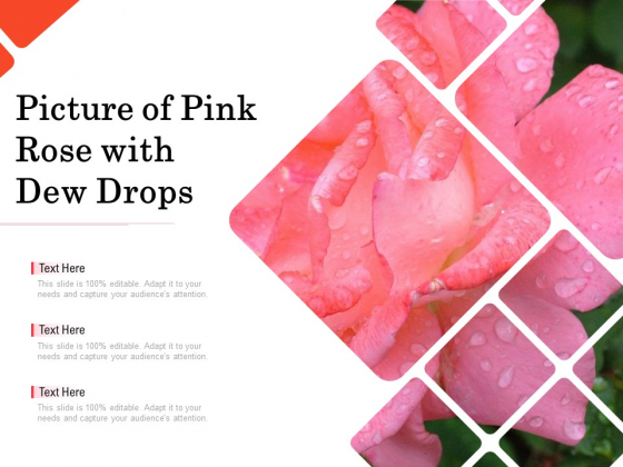 Picture Of Pink Rose With Dew Drops Ppt PowerPoint Presentation Gallery Background Images PDF