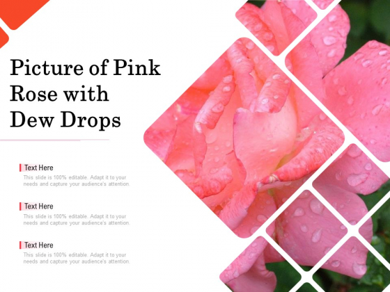 Picture Of Pink Rose With Dew Drops Ppt PowerPoint Presentation Gallery Background Images PDF Picture Of Pink Rose With Dew Drops Ppt PowerPoint Presentation Gallery Background Images PDF