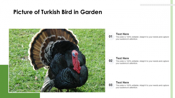 Picture Of Turkish Bird In Garden Ppt PowerPoint Presentation File Shapes PDF Picture Of Turkish Bird In Garden Ppt PowerPoint Presentation File Shapes PDF