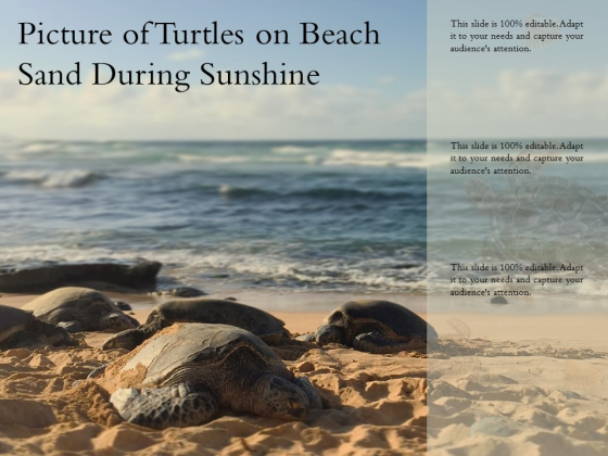 Picture Of Turtles On Beach Sand During Sunshine Ppt PowerPoint Presentation Styles Demonstration PDF Picture Of Turtles On Beach Sand During Sunshine Ppt PowerPoint Presentation Styles Demonstration PDF