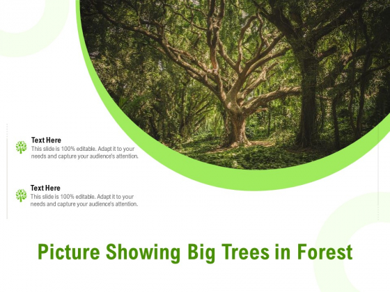 Picture Showing Big Trees In Forest Ppt Icon Summary PDF Picture Showing Big Trees In Forest Ppt Icon Summary PDF