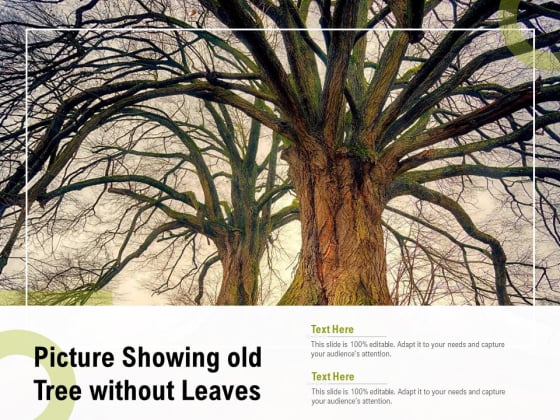 Picture Showing Old Tree Without Leaves Ppt Gallery Graphic Tips PDF Picture Showing Old Tree Without Leaves Ppt Gallery Graphic Tips PDF
