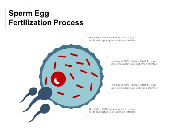 Sperm egg fertilization sorry Apologise, sperm egg fertilization well. opinion