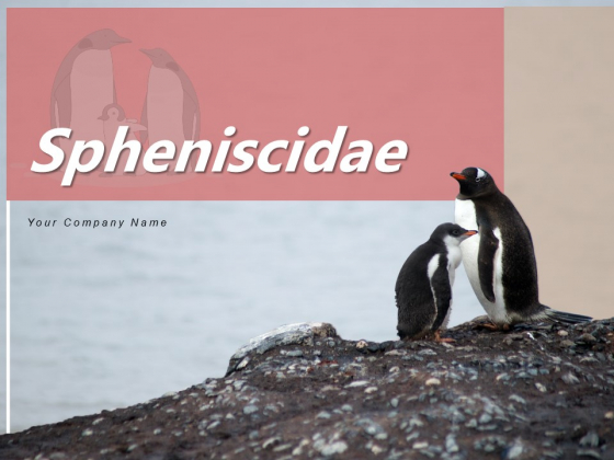 Spheniscidae Aquatic Animal Brown Penguin Ppt PowerPoint Presentation Complete Deck Spheniscidae Aquatic Animal Brown Penguin Ppt PowerPoint Presentation Complete Deck