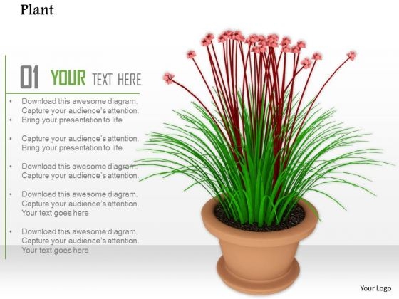 Stock Photo Beautiful Red Green Flower In Vase PowerPoint Slide Stock Photo Beautiful Red Green Flower In Vase PowerPoint Slide