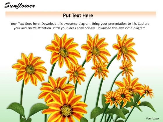 Stock Photo Graphics Of Sunflower For Nature Pwerpoint Slide