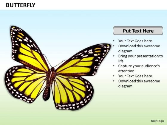 Stock Photo Illustration Of Beautiful Butterfly PowerPoint Slide Stock Photo Illustration Of Beautiful Butterfly PowerPoint Slide