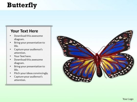 Stock Photo Image Of Beautiful Butterfly PowerPoint Slide