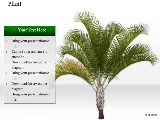 Stock Photo Image Of Palm Tree On Beach PowerPoint Slide