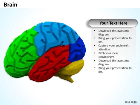 Stock Photo Multicolored Brain PowerPoint Slide Stock Photo Multicolored Brain PowerPoint Slide