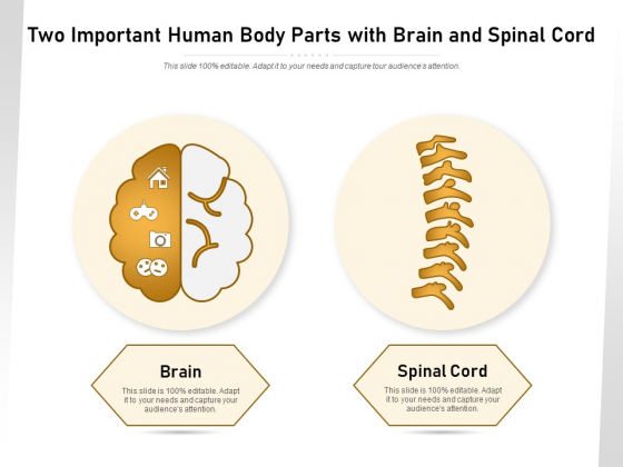 Two Important Human Body Parts With Brain And Spinal Cord Ppt PowerPoint Presentation Gallery Summary PDF