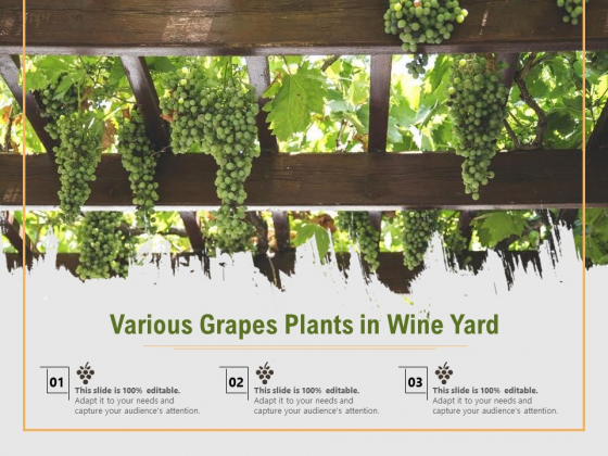 Various Grapes Plants In Wine Yard Ppt PowerPoint Presentation File Slides PDF Various Grapes Plants In Wine Yard Ppt PowerPoint Presentation File Slides PDF