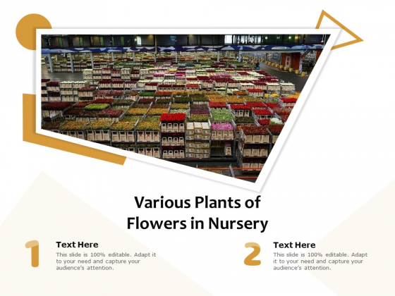 Various Plants Of Flowers In Nursery Ppt PowerPoint Presentation Infographics Shapes PDF