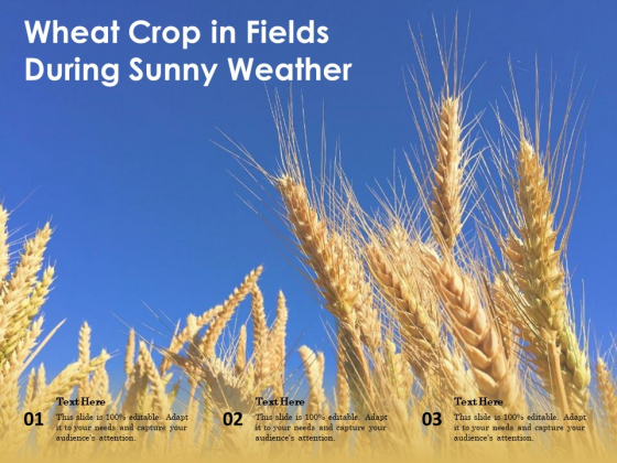 Wheat Crop In Fields During Sunny Weather Ppt PowerPoint Presentation File Example Introduction PDF Wheat Crop In Fields During Sunny Weather Ppt PowerPoint Presentation File Example Introduction PDF