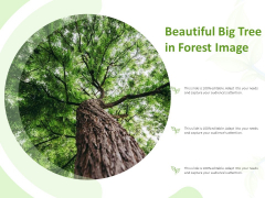 Beautiful Big Tree In Forest Image Ppt Model Infographics PDF Beautiful Big Tree In Forest Image Ppt Model Infographics PDF
