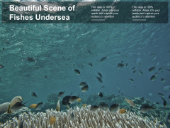 Beautiful Scene Of Fishes Undersea Ppt PowerPoint Presentation Portfolio Objects Beautiful Scene Of Fishes Undersea Ppt PowerPoint Presentation Portfolio Objects