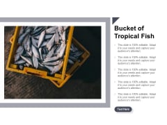 Bucket Of Tropical Fish Ppt Powerpoint Presentation Inspiration Background