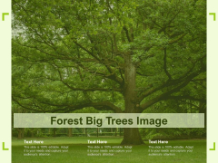 Forest Big Trees Image Ppt Styles Deck PDF Forest Big Trees Image Ppt Styles Deck PDF