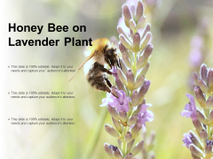 Honey Bee On Lavender Plant Ppt PowerPoint Presentation Portfolio Images Honey Bee On Lavender Plant Ppt PowerPoint Presentation Portfolio Images