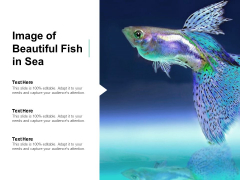 Image Of Beautiful Fish In Sea Ppt PowerPoint Presentation Pictures Professional Image Of Beautiful Fish In Sea Ppt PowerPoint Presentation Pictures Professional