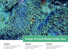 Image Of Coral Reefs Under Sea Ppt PowerPoint Presentation Icon Skills Image Of Coral Reefs Under Sea Ppt PowerPoint Presentation Icon Skills