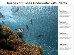 Images Of Fishes Underwater With Plants Ppt PowerPoint Presentation Outline Themes