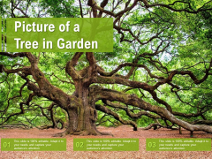 Picture Of A Tree In Garden Ppt Portfolio Background Designs PDF Picture Of A Tree In Garden Ppt Portfolio Background Designs PDF