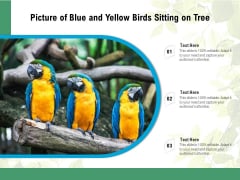 Picture Of Blue And Yellow Birds Sitting On Tree Ppt PowerPoint Presentation File Guidelines PDF Picture Of Blue And Yellow Birds Sitting On Tree Ppt PowerPoint Presentation File Guidelines PDF