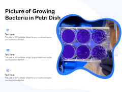 Picture Of Growing Bacteria In Petri Dish Ppt PowerPoint Presentation Gallery Graphic Tips PDF