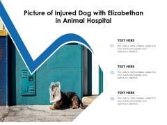 Picture Of Injured Dog With Elizabethan In Animal Hospital Ppt PowerPoint Presentation Inspiration Graphics Tutorials PDF Picture Of Injured Dog With Elizabethan In Animal Hospital Ppt PowerPoint Presentation Inspiration Graphics Tutorials PDF