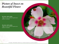 Picture Of Insect On Beautiful Flower Ppt PowerPoint Presentation Pictures Slides PDF Picture Of Insect On Beautiful Flower Ppt PowerPoint Presentation Pictures Slides PDF