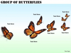 Stock Photo Business Strategy Consultant Group Of Butterflies Pictures Stock Photo Business Strategy Consultant Group Of Butterflies Pictures