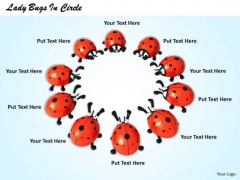 Stock Photo Lady Bugs In Circle PowerPoint Template Stock Photo Lady Bugs In Circle PowerPoint Template
