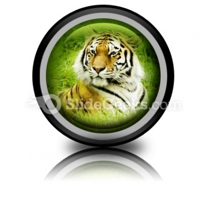 Amur Tiger PowerPoint Icon Cc Amur Tiger PowerPoint Icon Cc