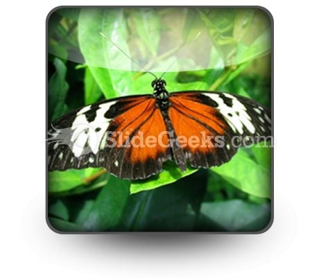 Big Butterfly PowerPoint Icon S Big Butterfly PowerPoint Icon S