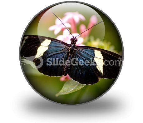 butterfly_icon_c