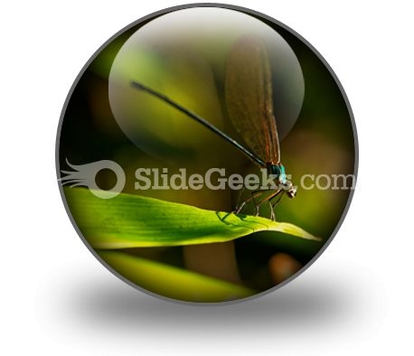 Insect PowerPoint Icon C