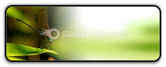Insect PowerPoint Icon R Insect PowerPoint Icon R